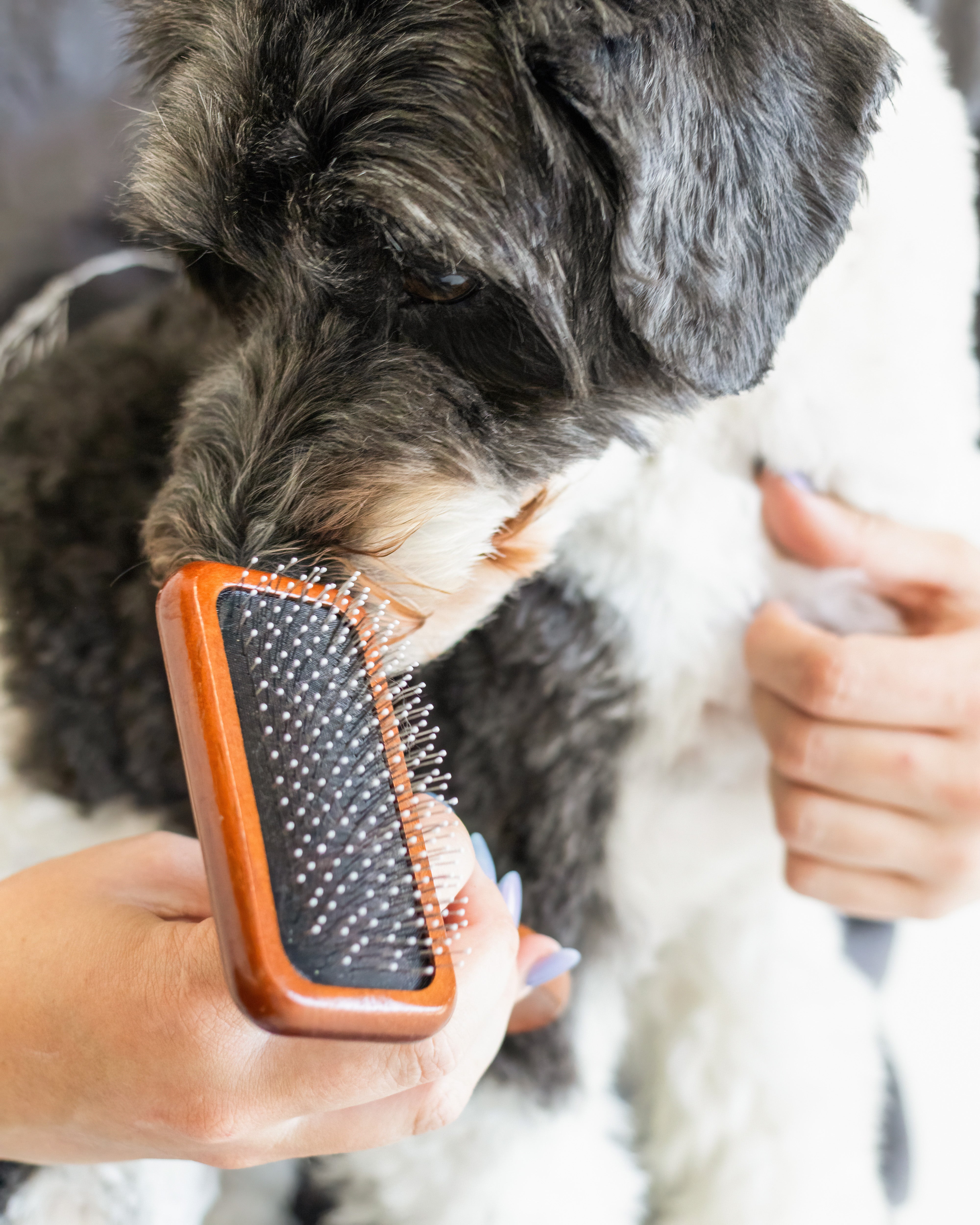 Luxury Slicker Brush