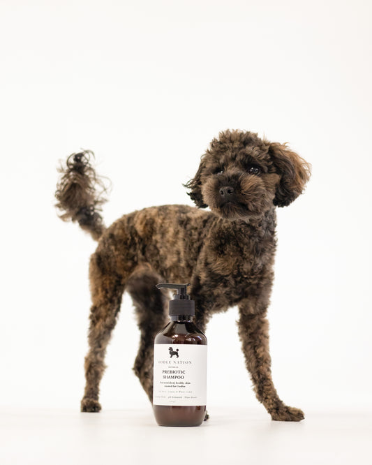 Prebiotic Shampoo