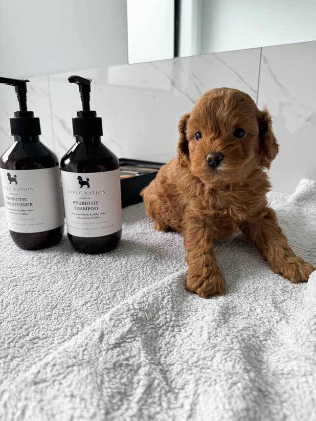 Prebiotic Shampoo