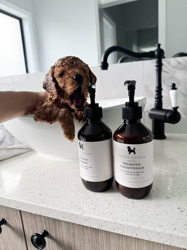 Prebiotic Shampoo